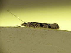 Ypsolopha sequella
