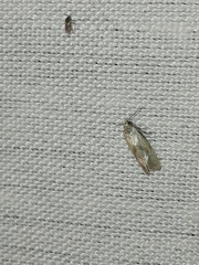 Platphalonidia