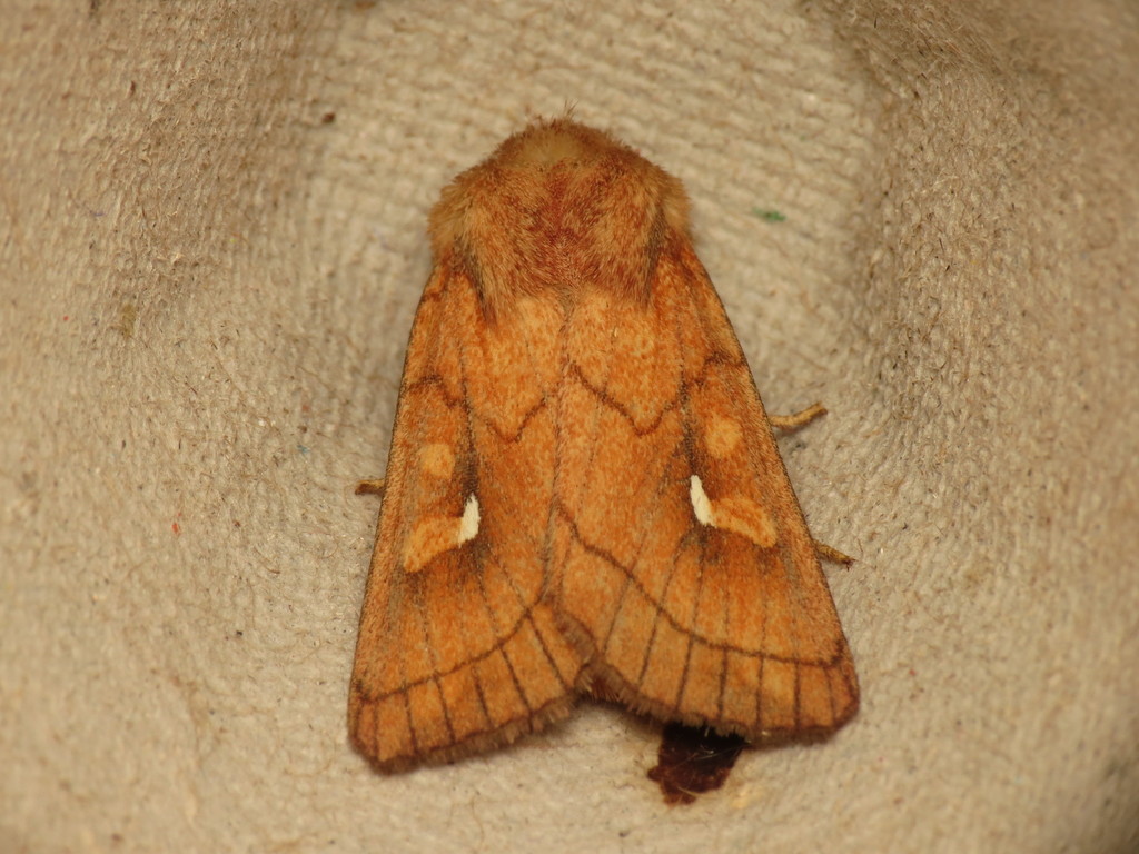 Brown-line Bright-eye