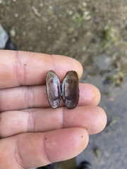 Toxolasma cylindrellum