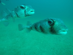 Chilomycterus reticulatus