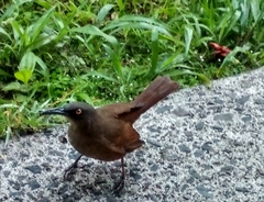 Cinclocerthia ruficauda