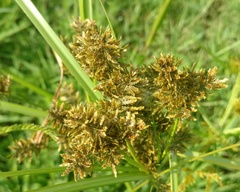 Cyperus flavicomus