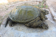 Chelydra rossignonii