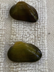 Lemiox rimosus