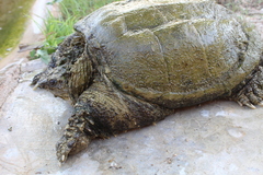 Chelydra rossignonii