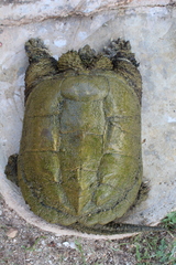 Chelydra rossignonii