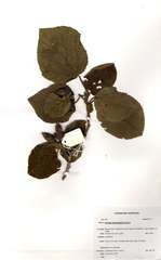 Cordia pilosissima