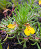 Ground-Pine - Photo (c) Теймуров А.А., some rights reserved (CC BY-NC), uploaded by Теймуров А.А.