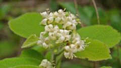 Cordia pilosissima