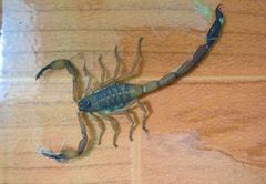 Centruroides flavopictus