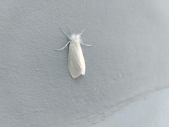 Schoenobiinae