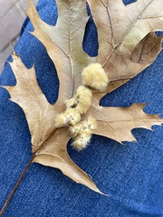 Callirhytis infuscata