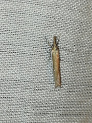 Fernandocrambus
