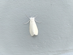 Schoenobiinae