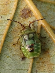 Elasmostethus interstinctus