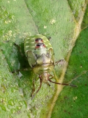 Elasmostethus interstinctus