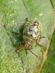 Elasmostethus interstinctus