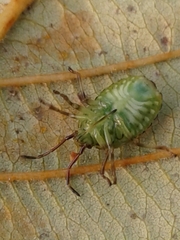 Elasmostethus interstinctus