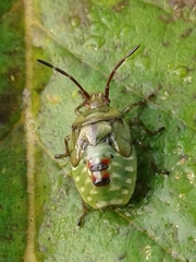 Elasmostethus interstinctus