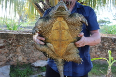 Chelydra rossignonii