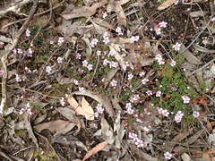 Euryomyrtus ramosissima ramosissima
