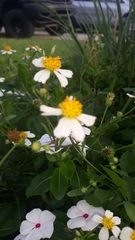 Bidens alba