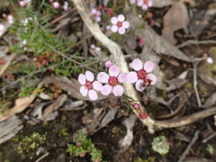 Euryomyrtus ramosissima ramosissima