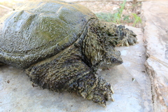 Chelydra rossignonii