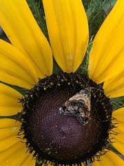 Tripudia balteata