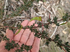 Acacia mitchellii