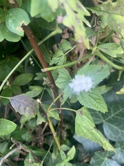 Ageratina altissima