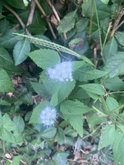 Ageratina altissima