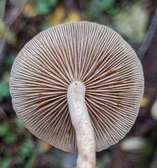 Agrocybe firma
