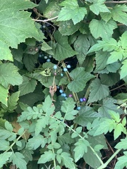 Ampelopsis glandulosa