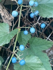 Ampelopsis glandulosa