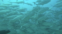Caranx caninus