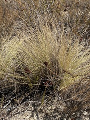 Schoenus nigricans