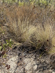Schoenus nigricans