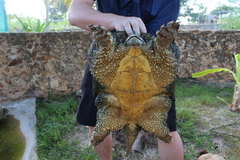 Chelydra rossignonii