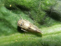 Agalliini