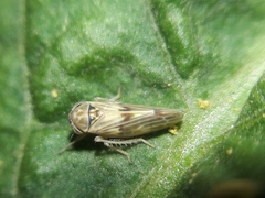 Agalliini
