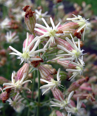 Silene spergulifolia