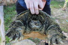 Chelydra rossignonii