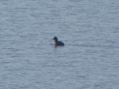 Podilymbus podiceps
