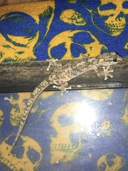 Phyllodactylus gerrhopygus