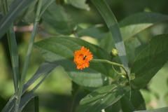 Lasianthaea macrocephala