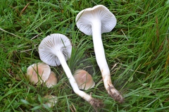 Cuphophyllus pratensis pallidus