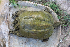 Chelydra rossignonii