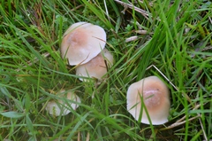 Cuphophyllus pratensis pallidus